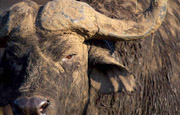 A water buffalo