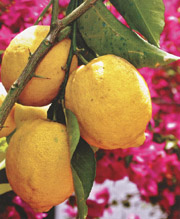 The sfusato lemon, typical of the Amalfi Coast