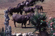 Typical farm with buffaloes 