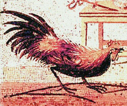 PULLUM FRONTONIANUM (Chicken a la Fronto)