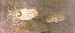 EMBRACTUM BAIANUM (Baian Stew)
